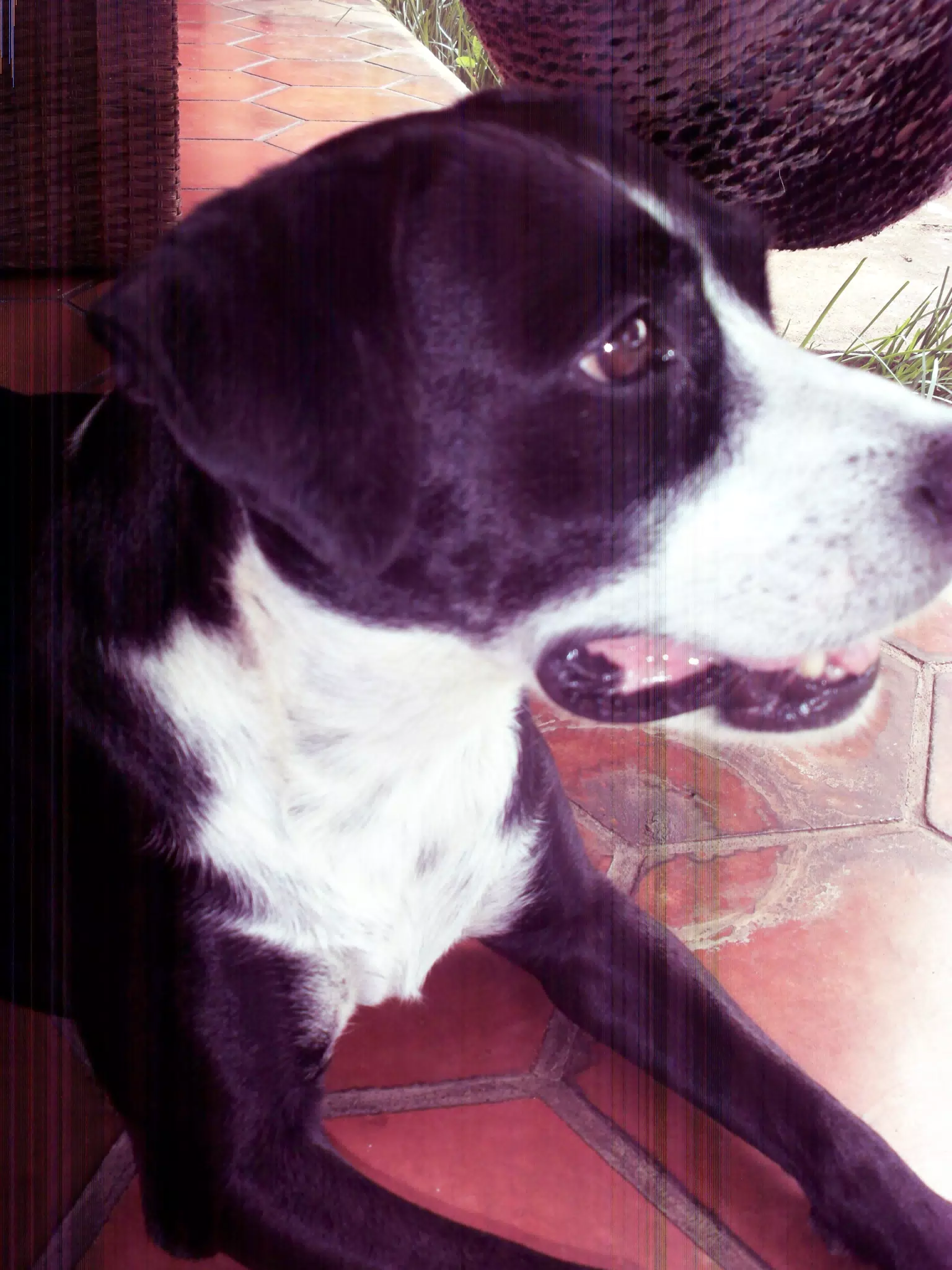Mia my Blue Heeler Mix
