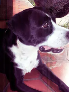 Mia my Blue Heeler Mix