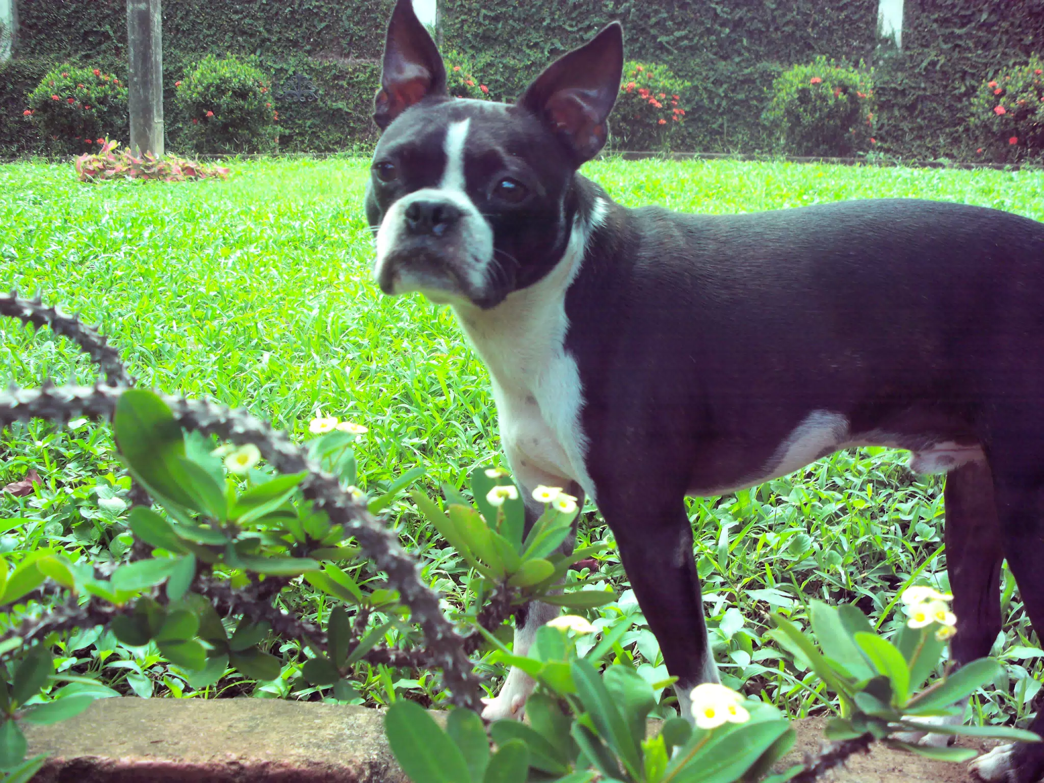 Clive in the Garden