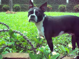 Clive in the Garden
