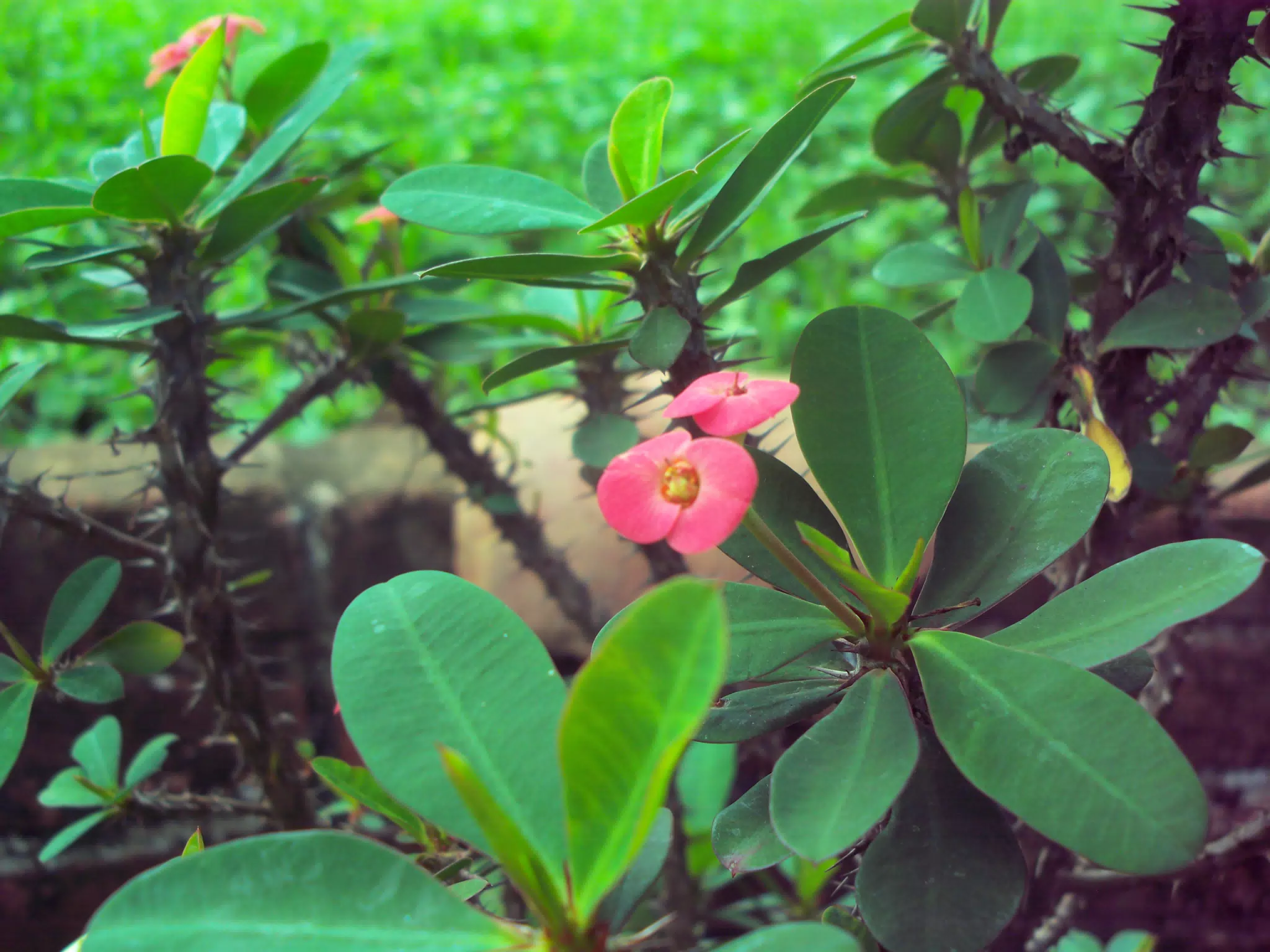 Flowers in Nicaragua Garden with Vintage Digital Kodak Camera