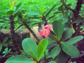 Flowers in Nicaragua Garden with Vintage Digital Kodak Camera