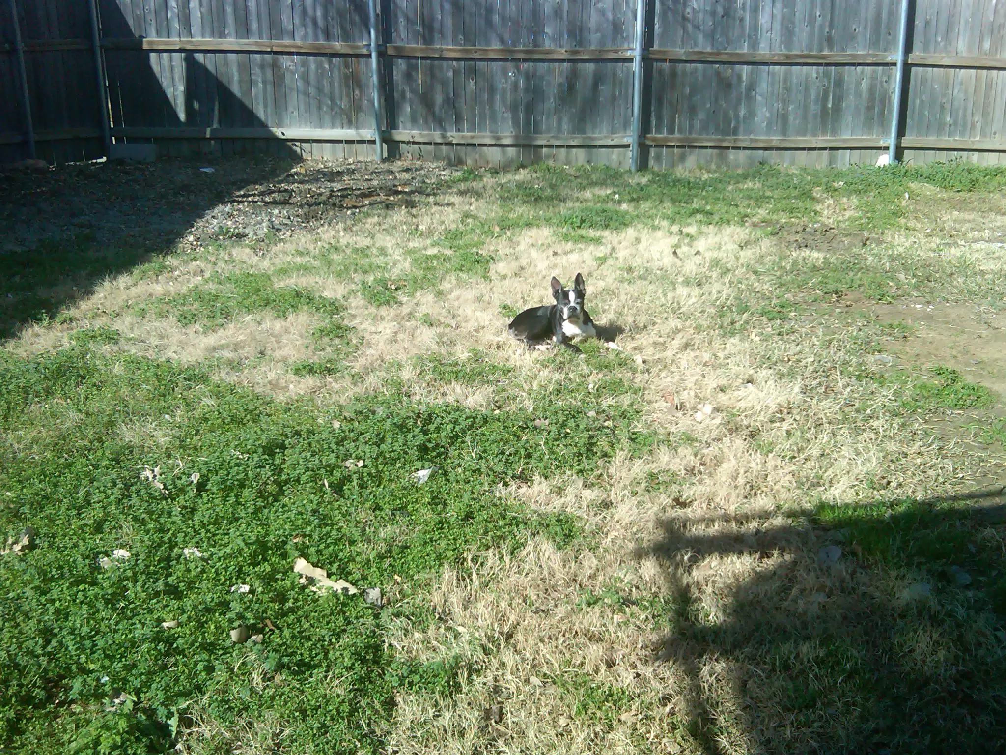 Oreo enjoying the weather