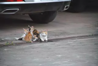 My Cats on the French Drain