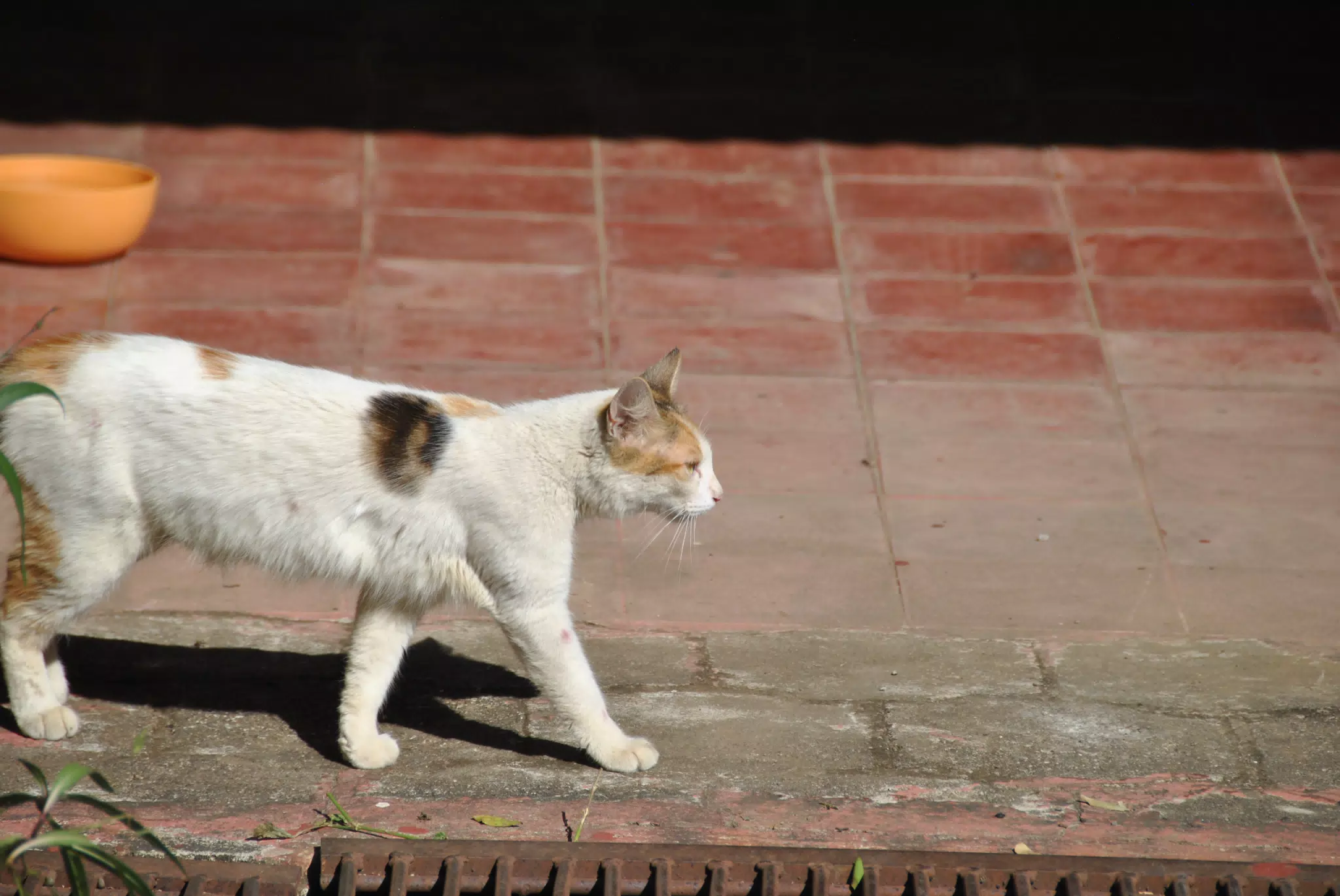 Fritter the Cat