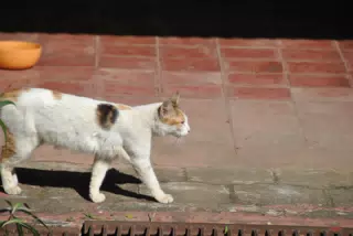 Fritter the Cat