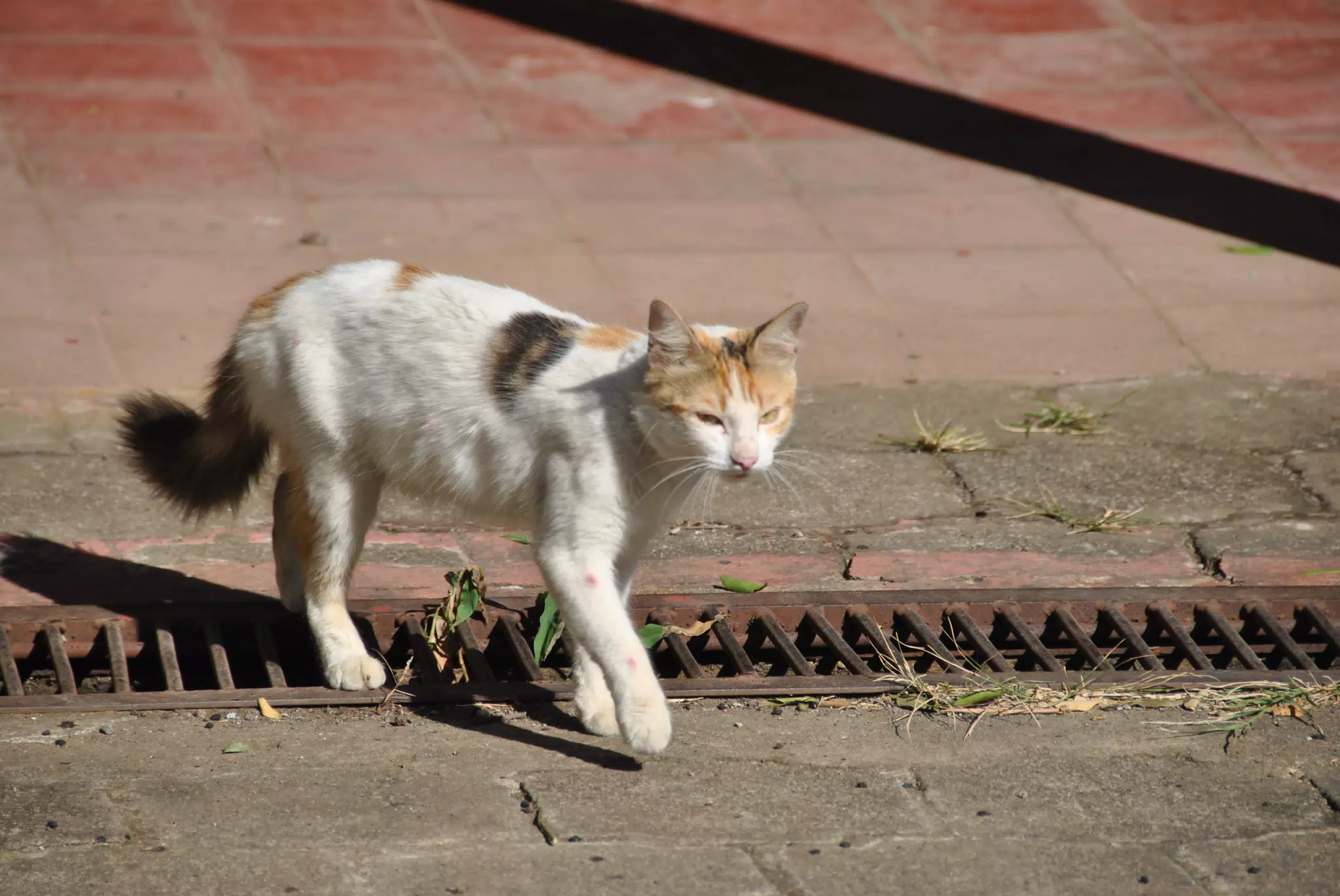 Fritter the Cat