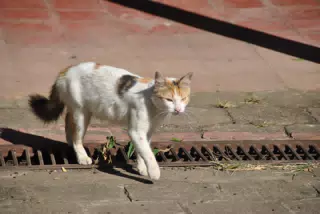 Fritter the Cat