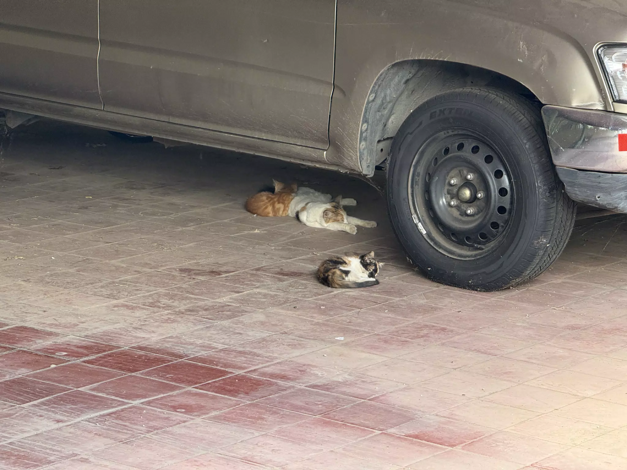 Our Cats Sleeping Under the Car