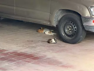 Our Cats Sleeping Under the Car