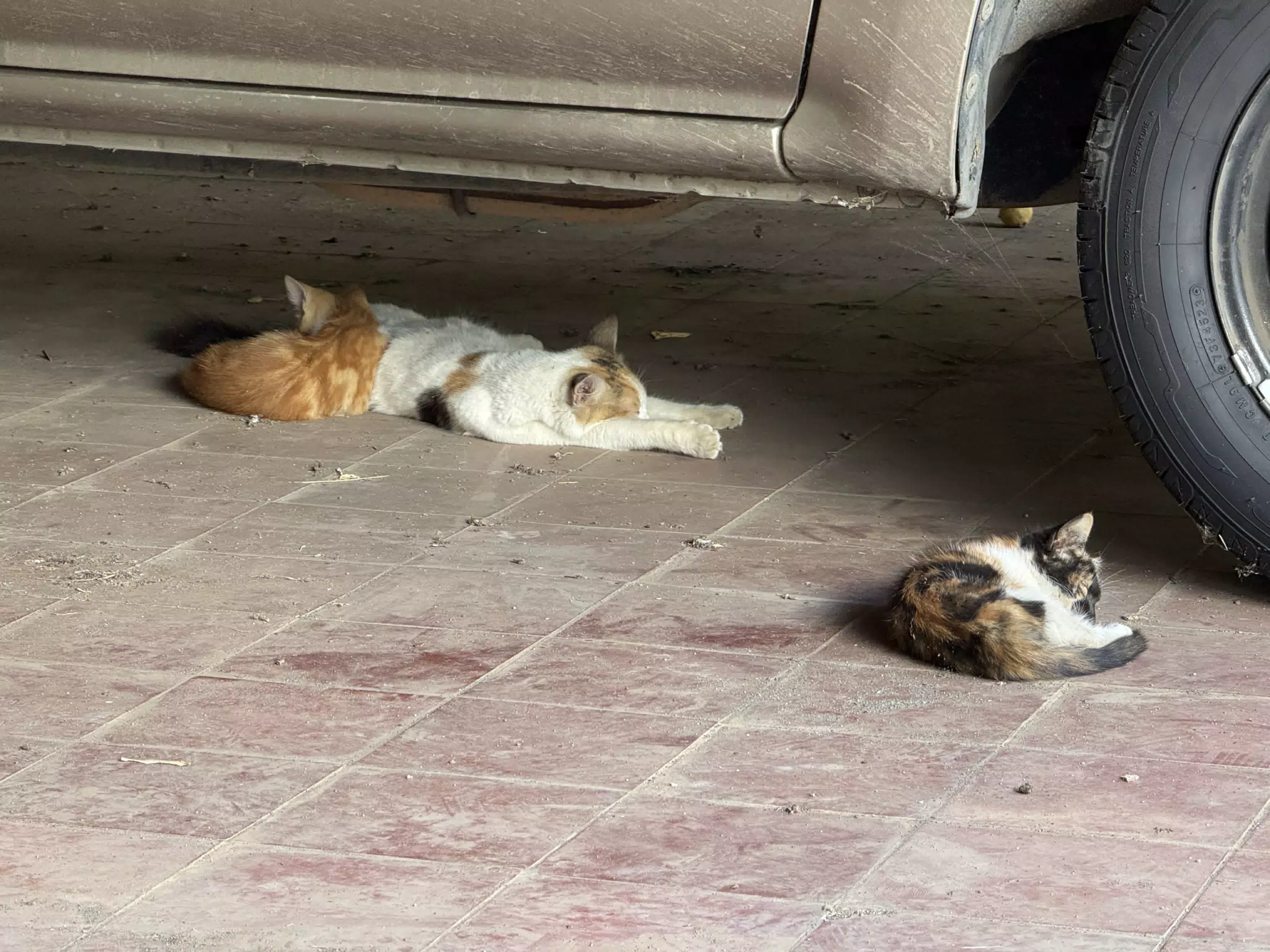 Lazy Cats Sleeping Under the Car
