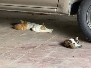 Lazy Cats Sleeping Under the Car