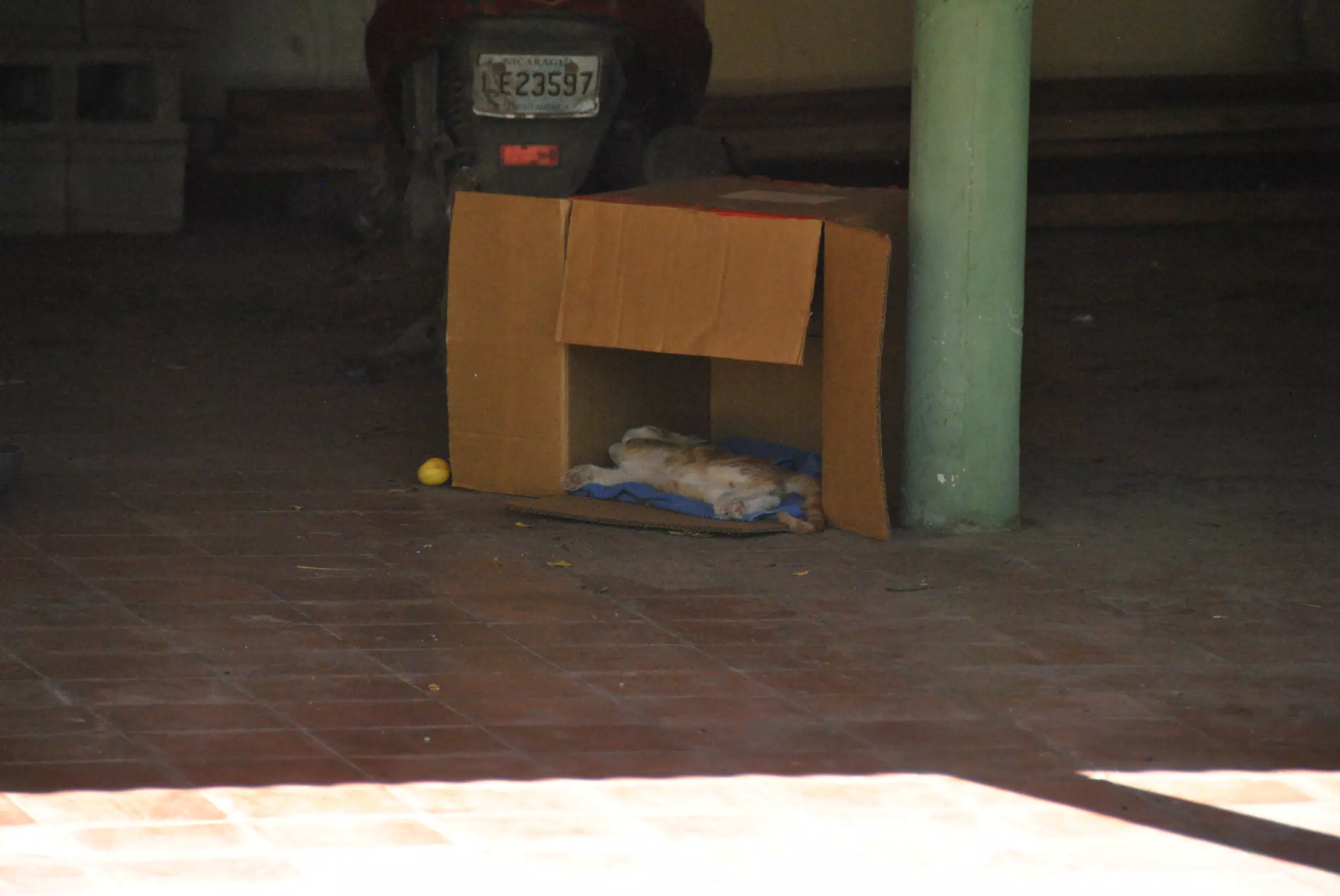 Orange Juice (Kitten) in the Box