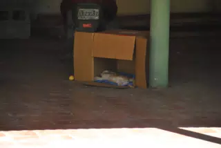 Orange Juice (Kitten) in the Box