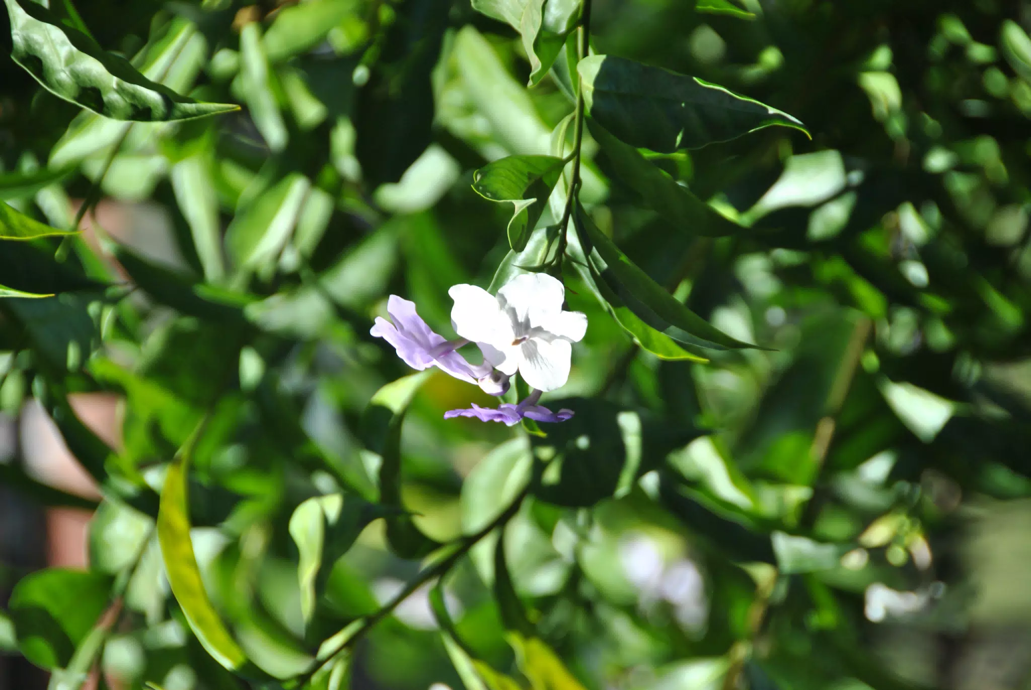 Flowers of Nicaragua