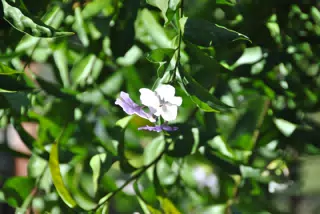 Flowers of Nicaragua