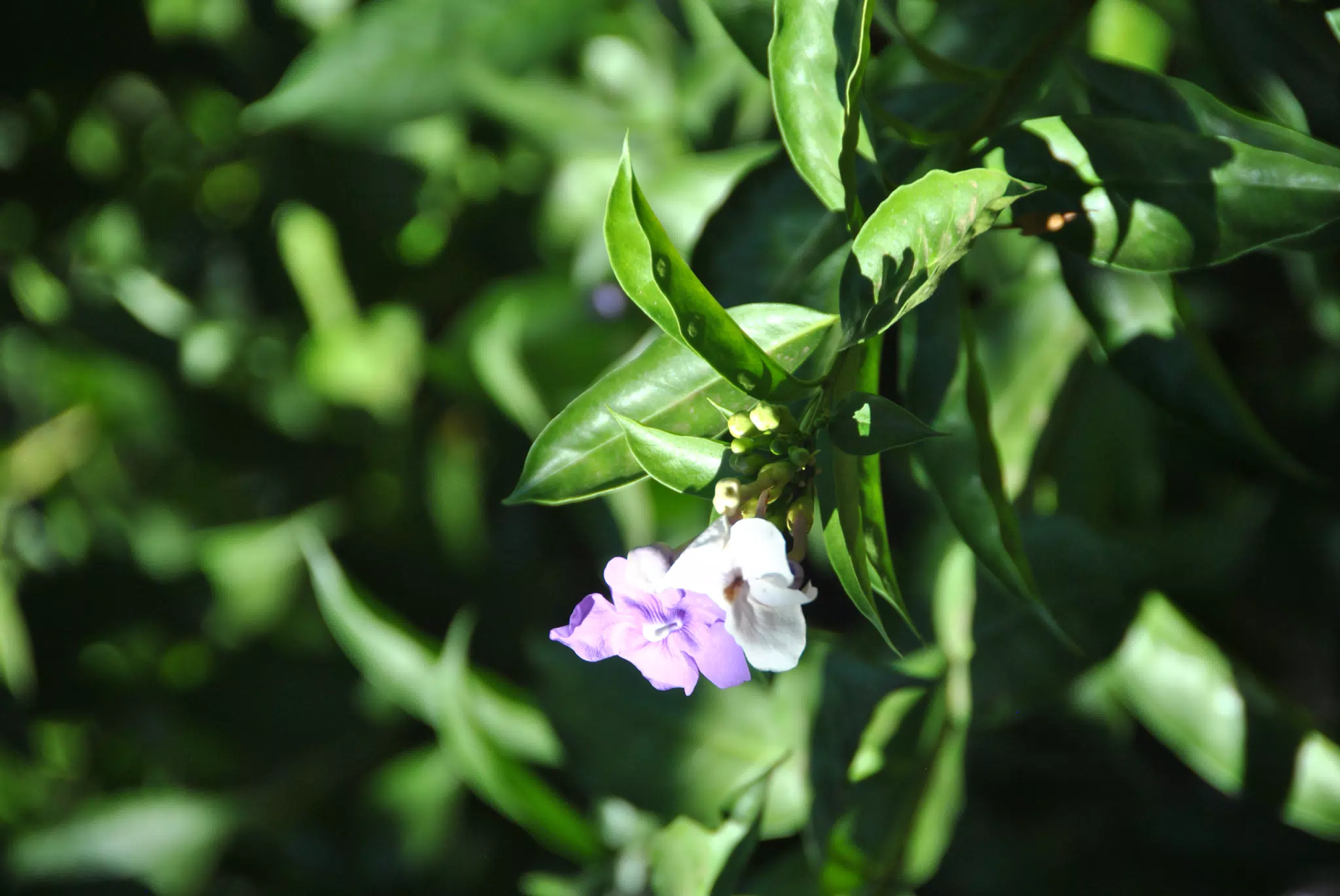 Flowers on New Years Day, Nicaragua