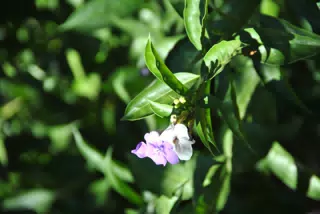 Flowers on New Years Day, Nicaragua
