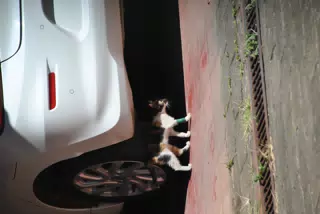 Kai the Kitten