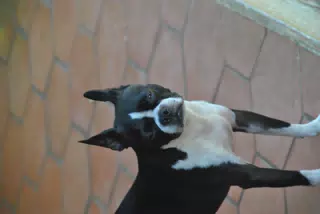 Clive the Boston Terrier