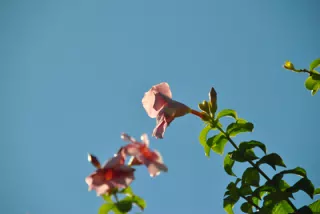 Pink Flowers Against the Sky in Leon Nicaragua