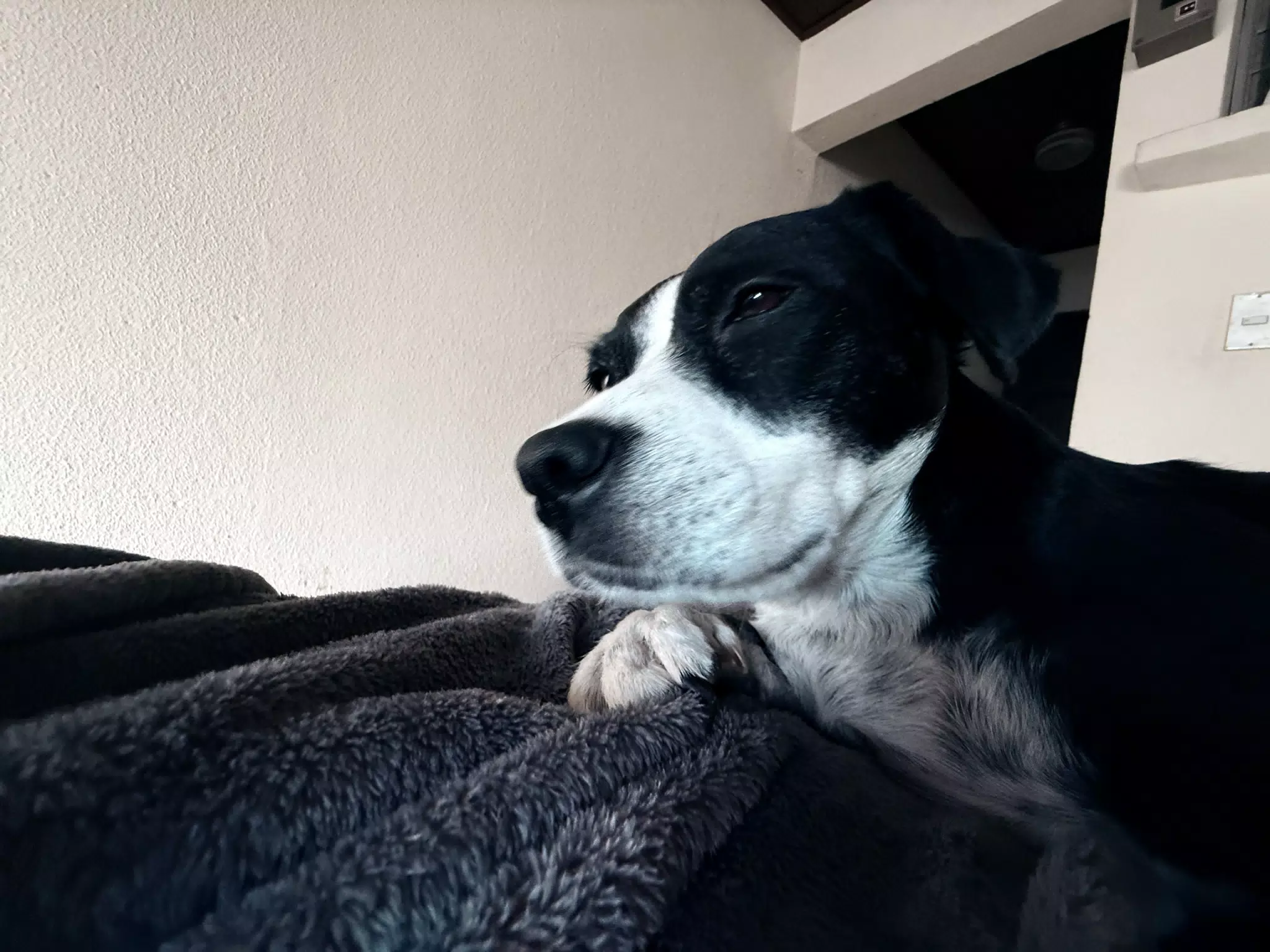 Mia the Blue Heeler