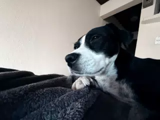 Mia the Blue Heeler