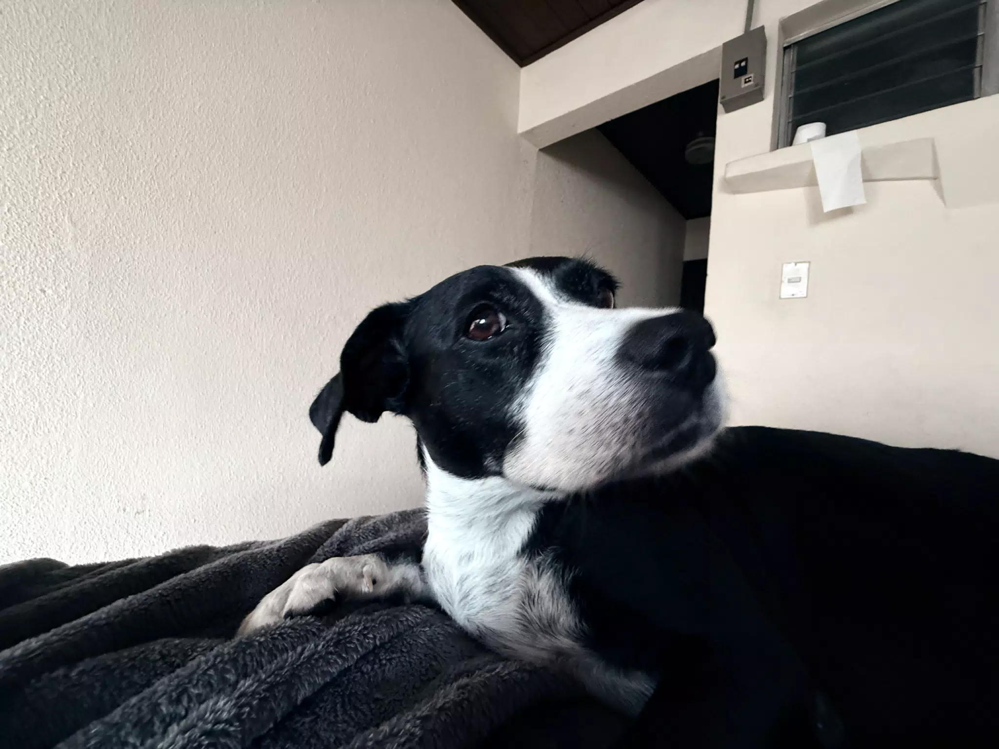 Mia the Blue Heeler