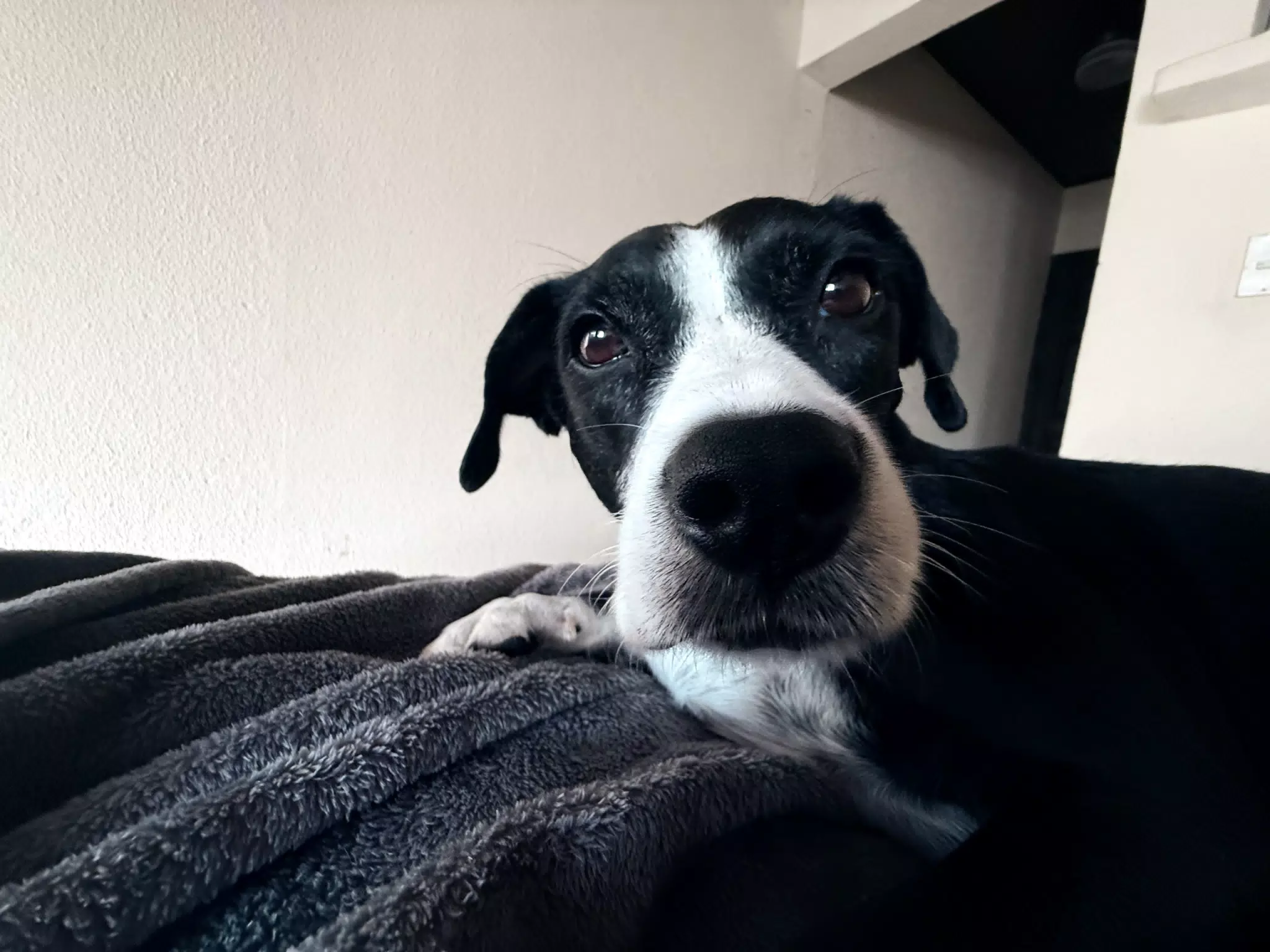 Mia the Blue Heeler