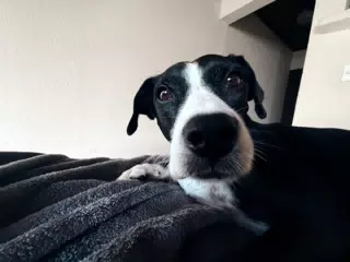 Mia the Blue Heeler