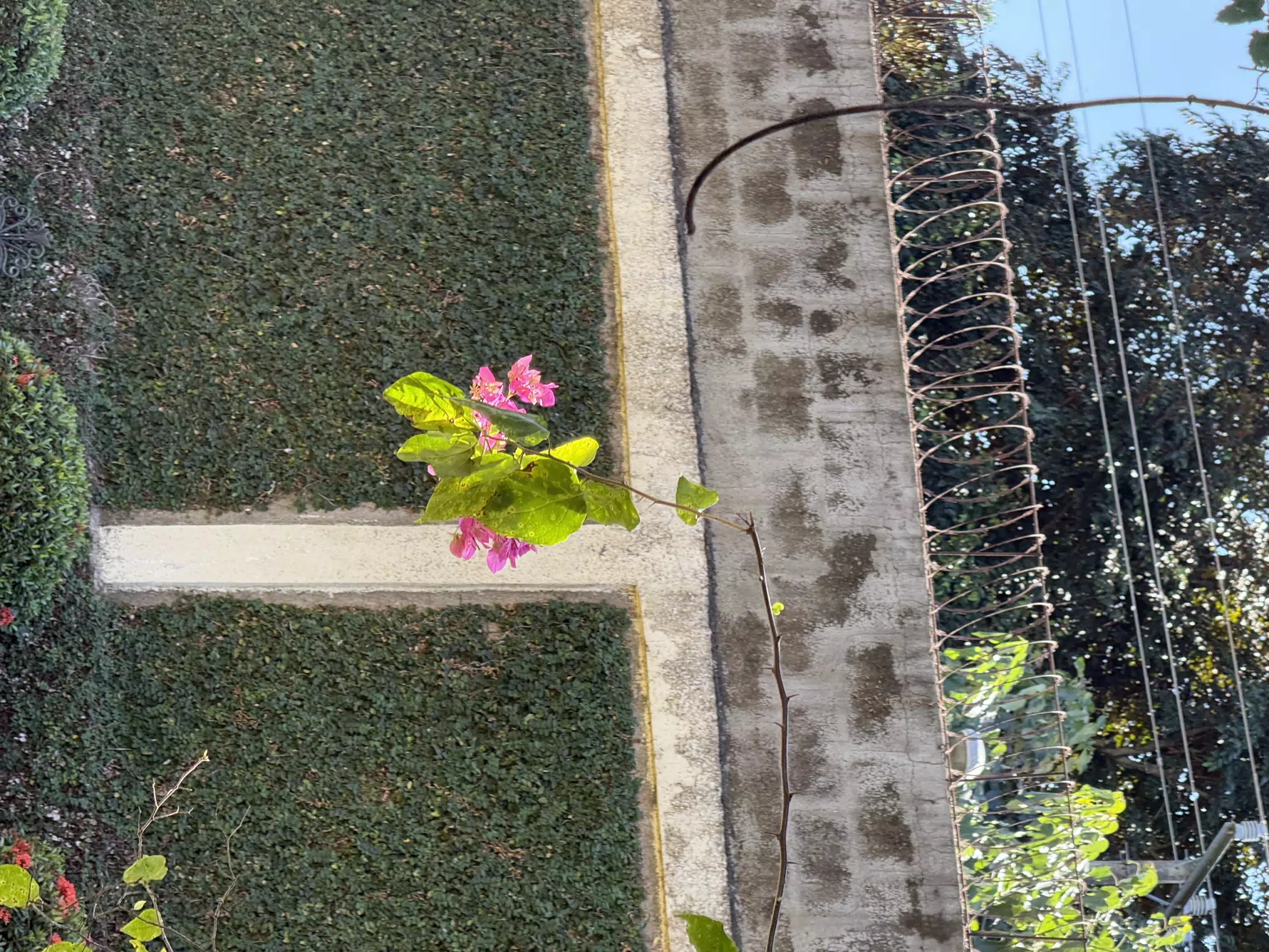 Lone Pink Flowers in Front of the Garden Wall