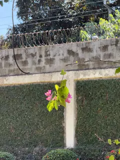 Lone Pink Flowers in Front of the Garden Wall