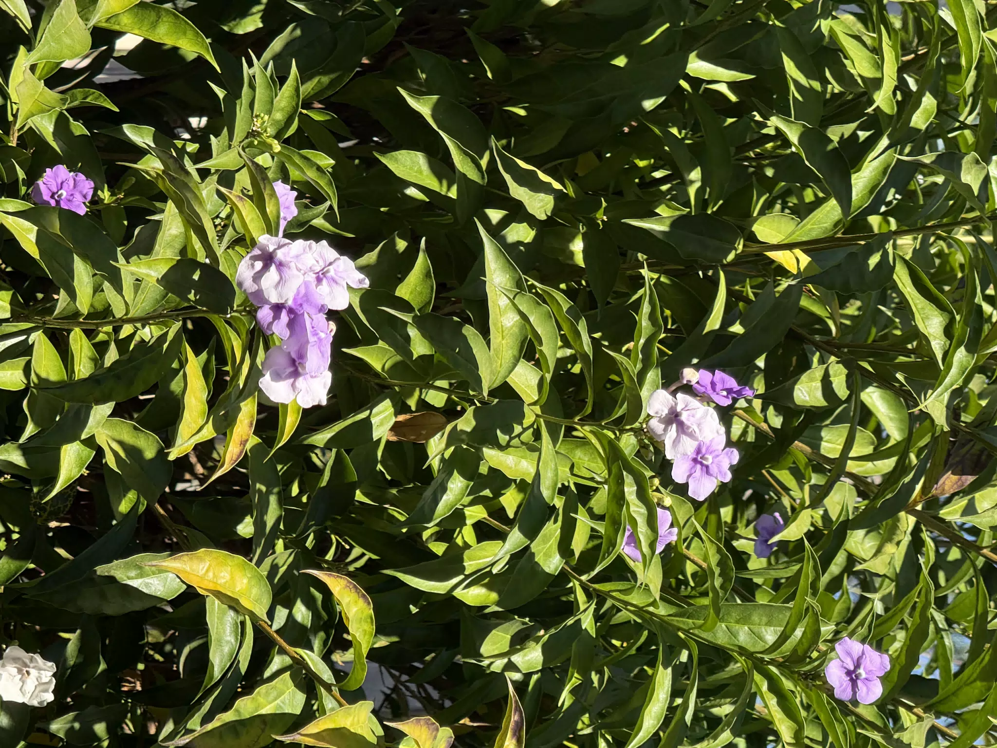 Bright Winter Flowers in Leon Nicaragua