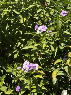 Bright Winter Flowers in Leon Nicaragua