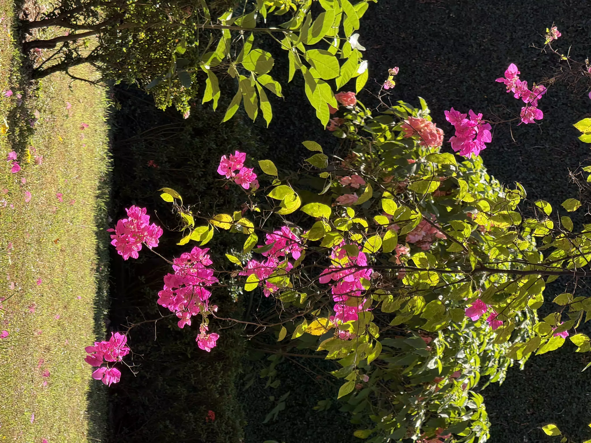 Bright Pink Flowers in the Winter Garden in Leon Nicaragua
