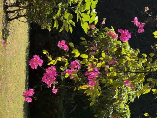Bright Pink Flowers in the Winter Garden in Leon Nicaragua