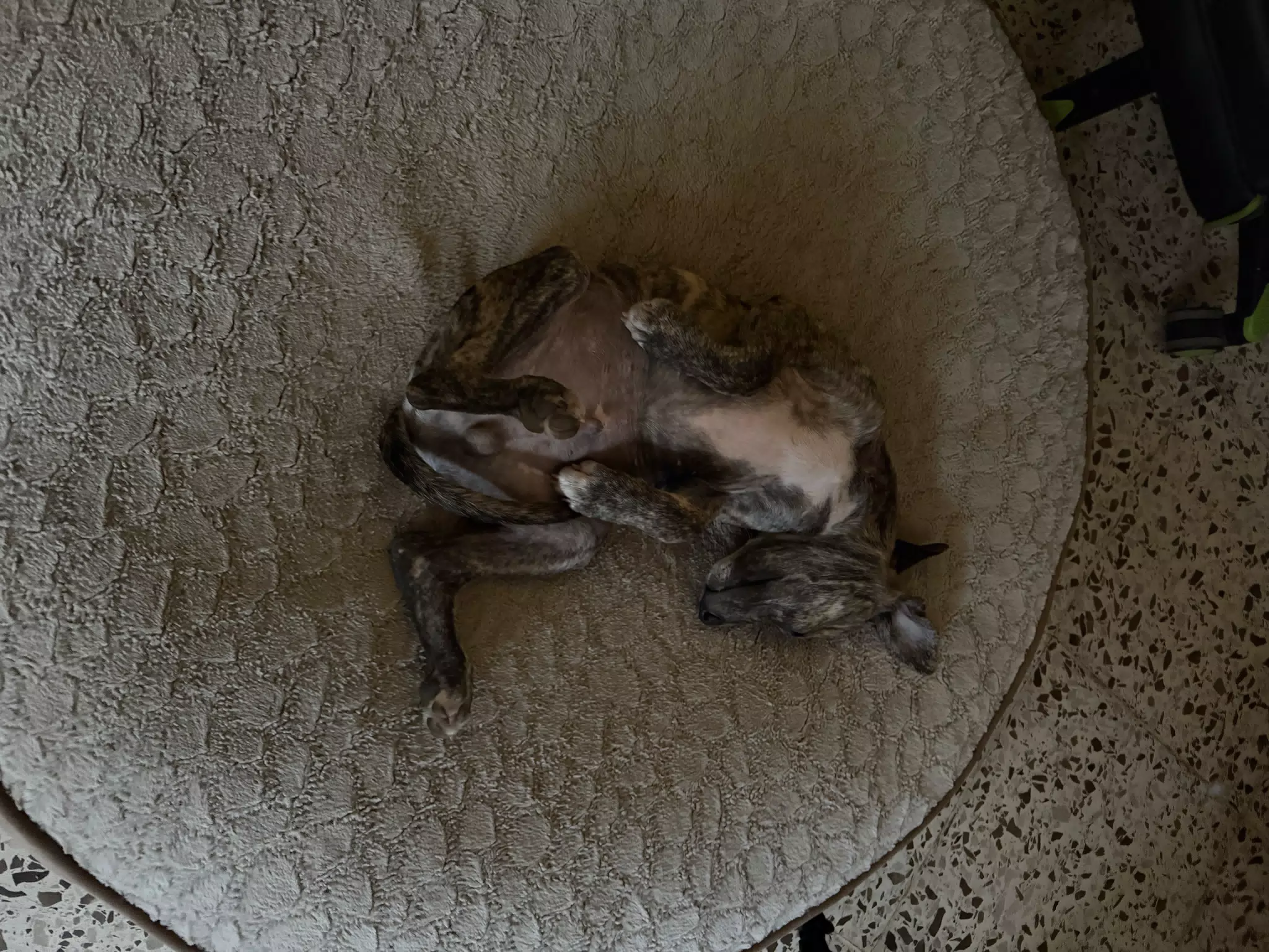 Little Puppy, Giant Bed