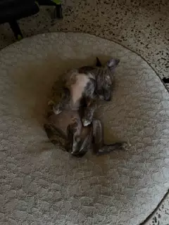 Little Puppy, Giant Bed