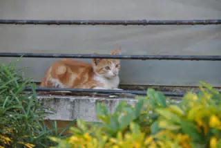 DSC_0321