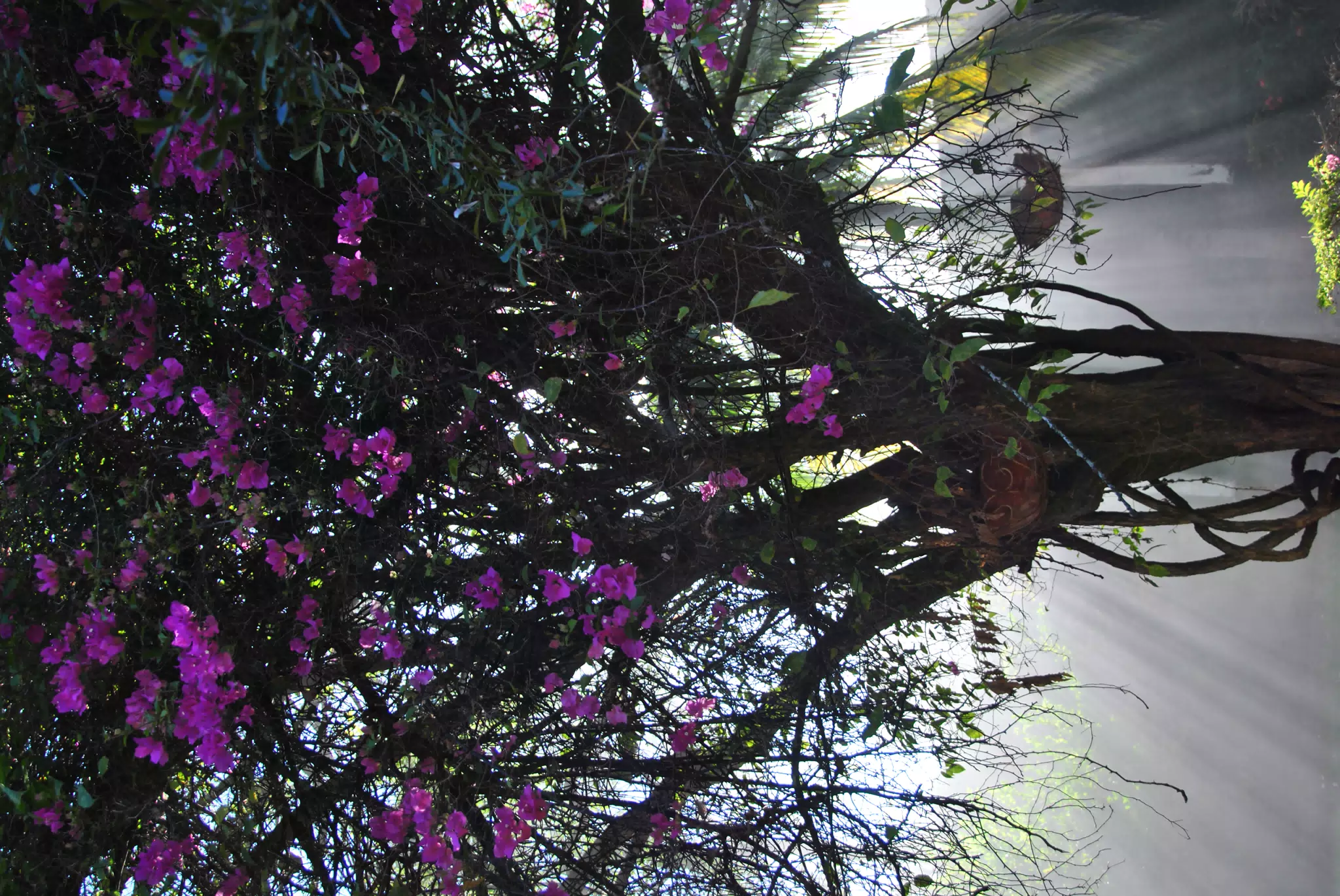 Smokey Sun Beams Through the Jicaro Tree