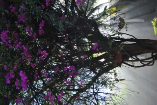 Smokey Sun Beams Through the Jicaro Tree