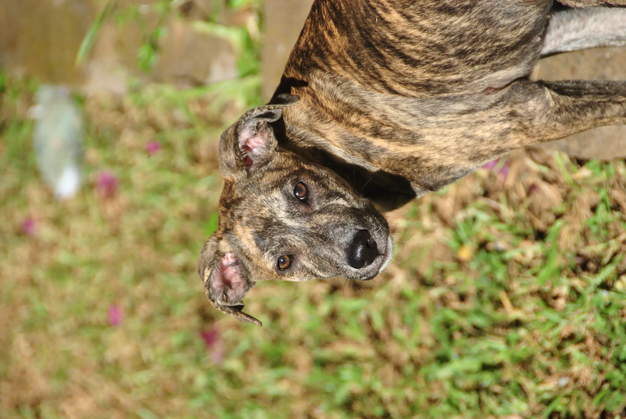 Kit / Ramen / Espresso the Whippet Mix in Nicaragua