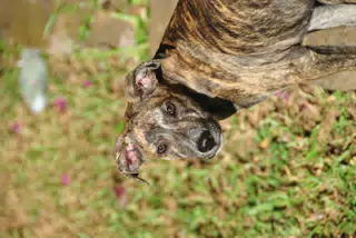 Kit / Ramen / Espresso the Whippet Mix in Nicaragua