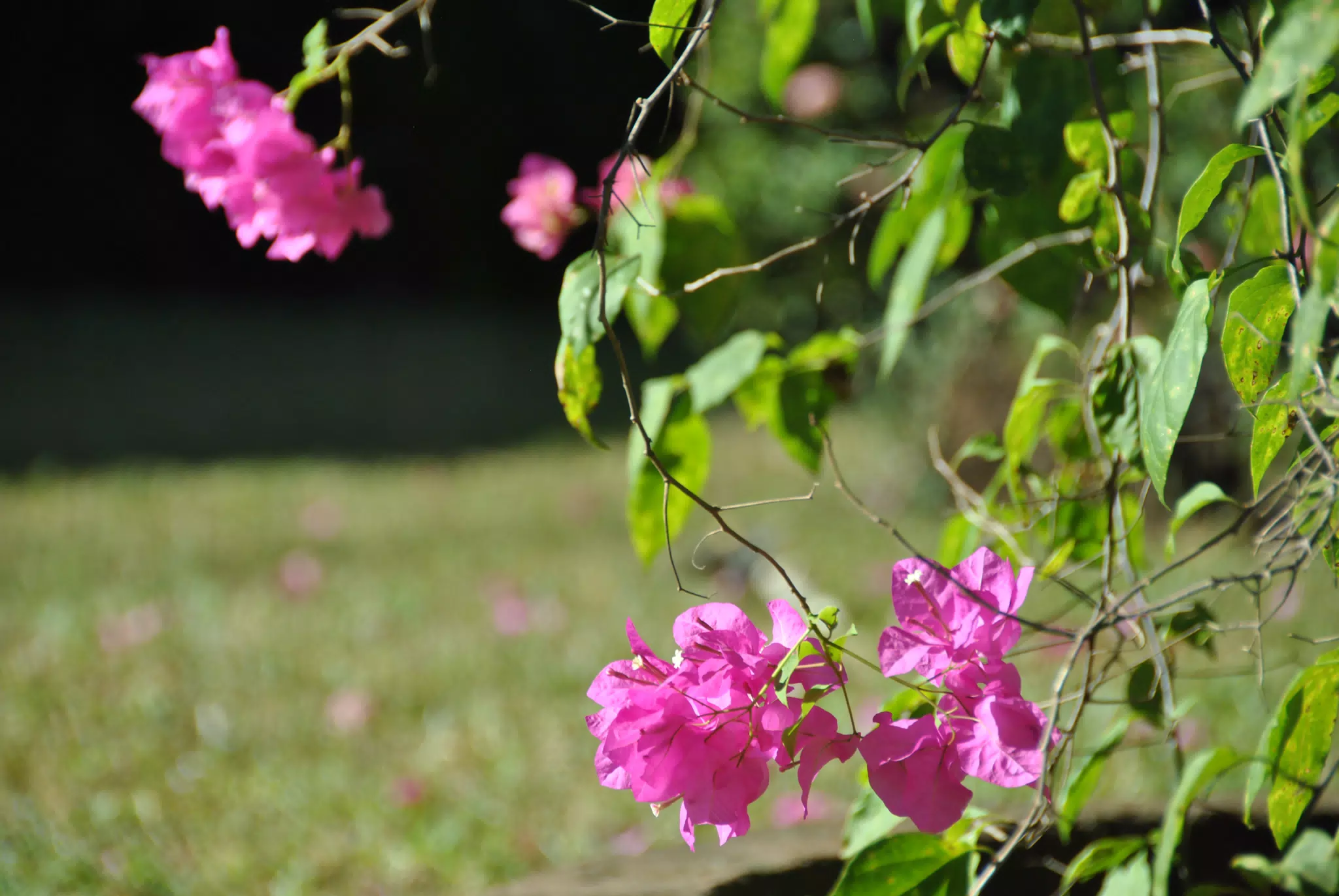 Pink Flowers in the Garden in Nicaragua