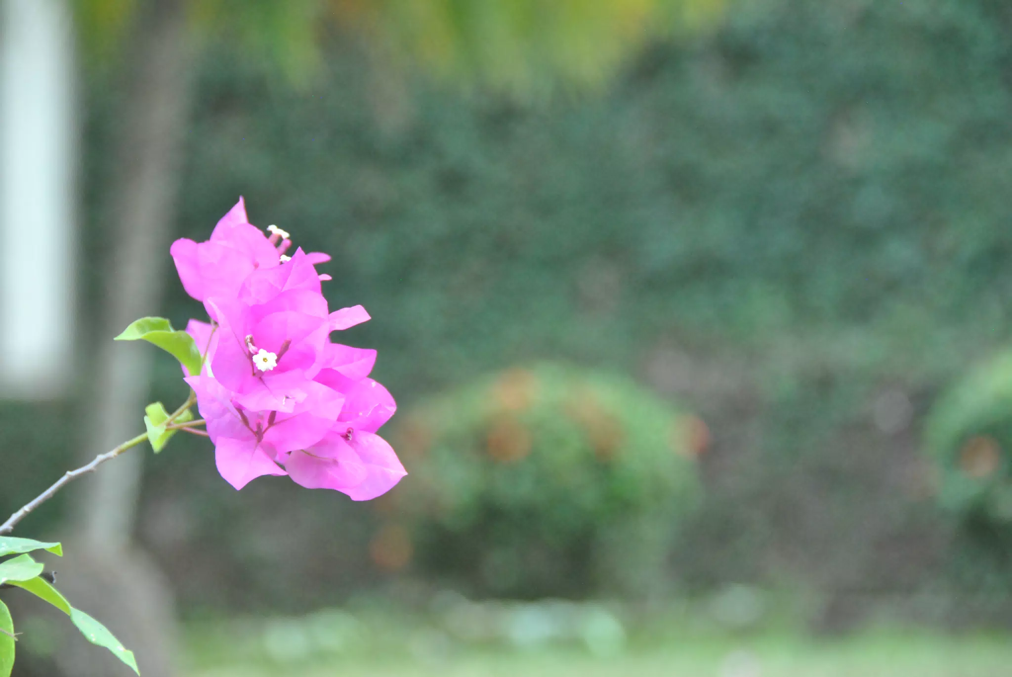 DSC_0326