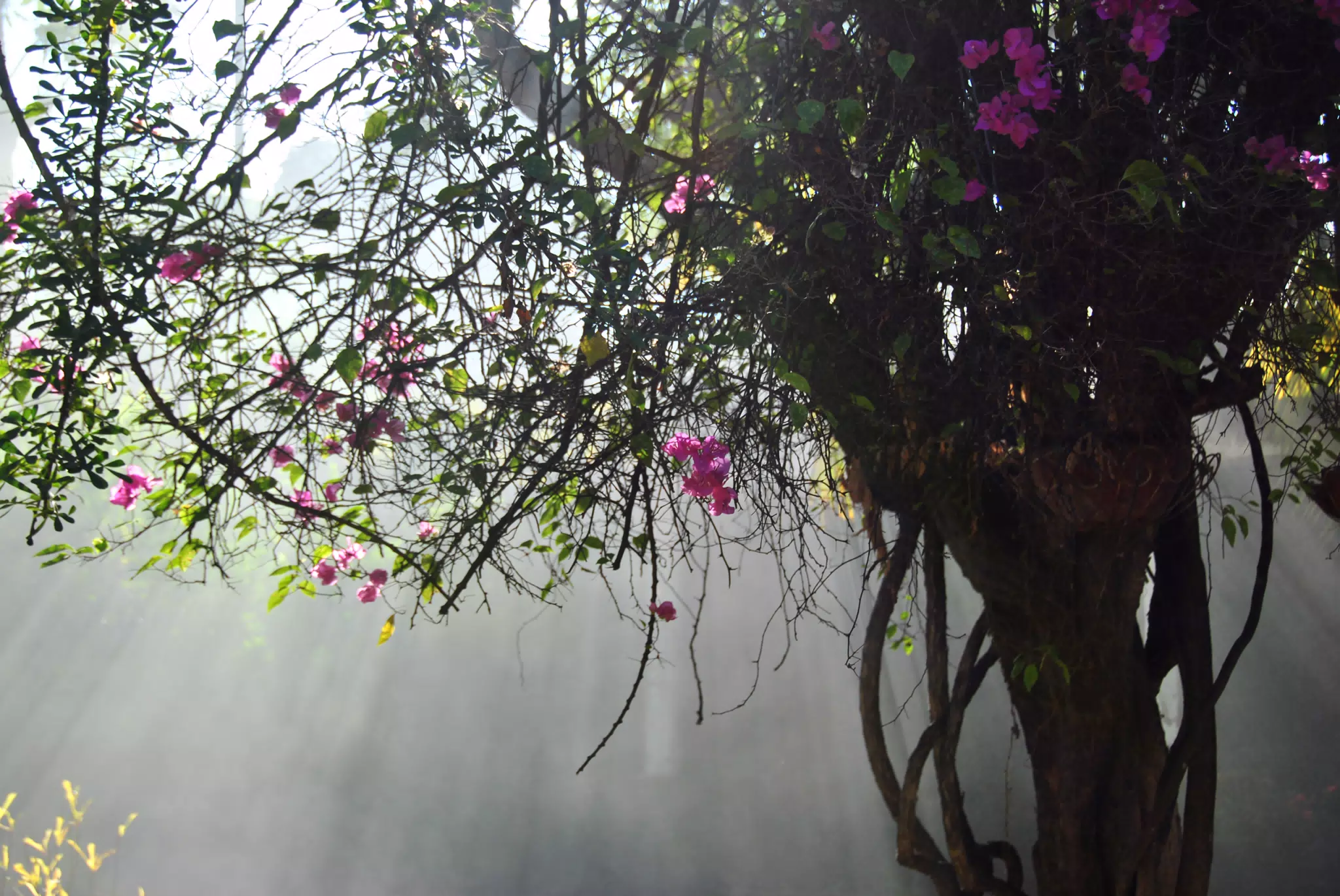 Smoky Light Filtering Thorugh the Jicaro Tree, Sutiava, Leon, Nicaragua