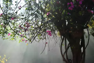 Smoky Light Filtering Thorugh the Jicaro Tree, Sutiava, Leon, Nicaragua