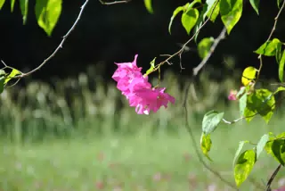 DSC_0308