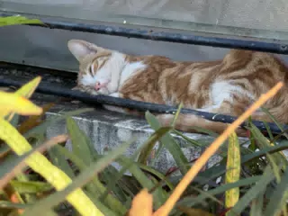  Orange Juice Sleeping in My Office Window