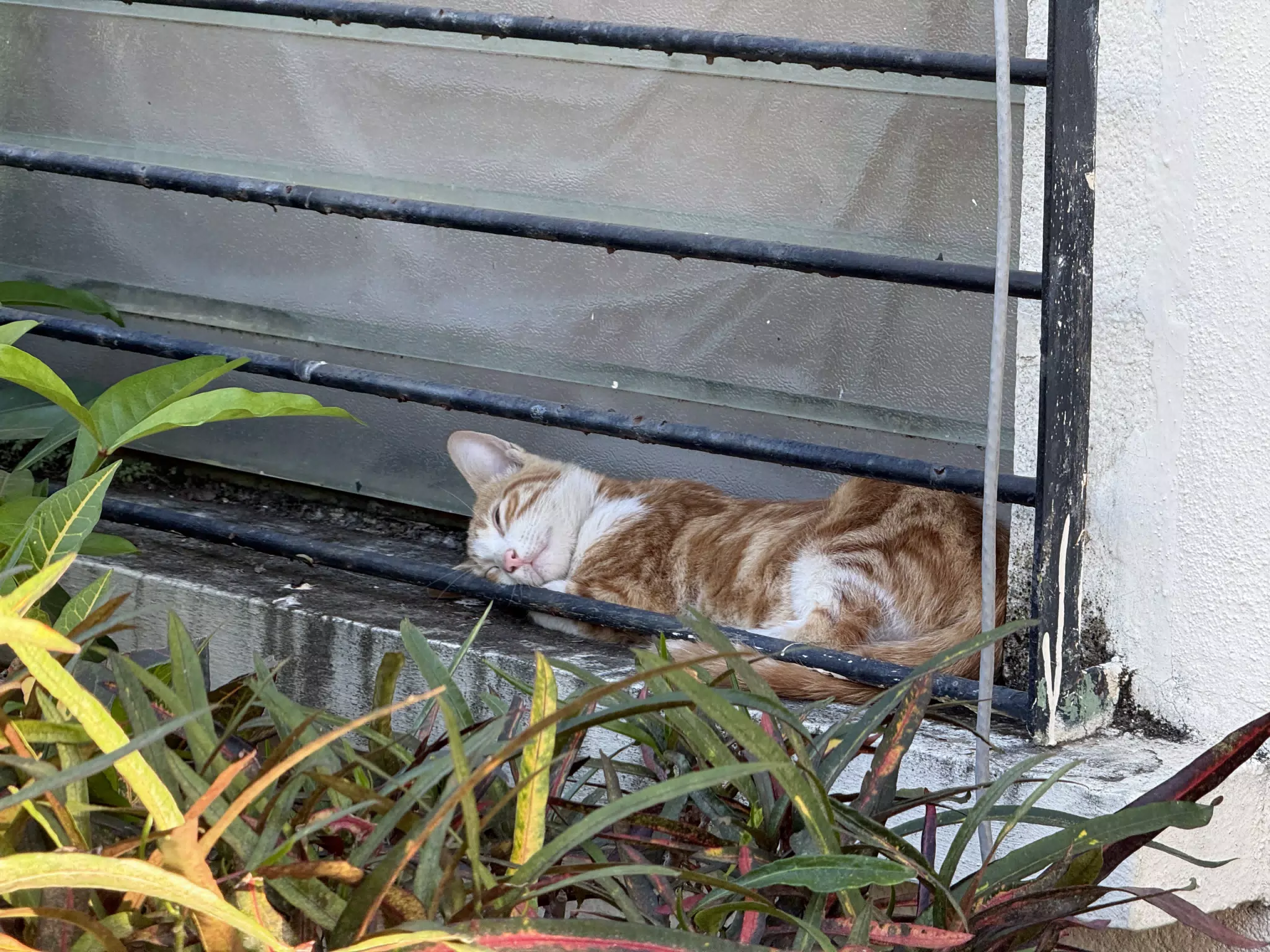 Orange Juice the Kitten Sleeping on My Office Window Sill